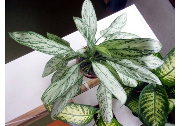 Rkvirg Aglaonema Silver Queen jpest kzpont kzelben