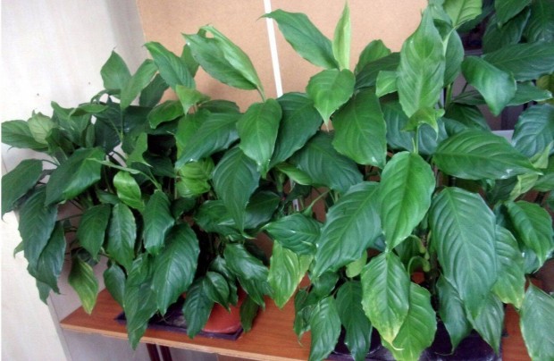 Rkvirg Aglaonema sok tvel 18-20 cm krli cserpben jpest kzpont