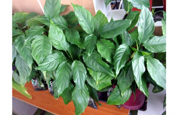 Rkvirg Aglaonema sok tvel 18-20 cm krli cserpben jpest kzpont