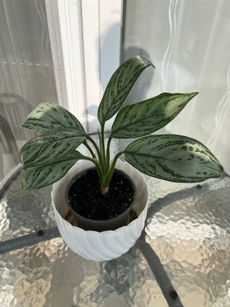 R�kvir�g lev�l d�szn�v�ny