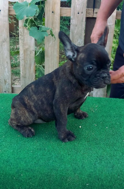 Ramses a törzskönyves Francia Bulldog kisfiú