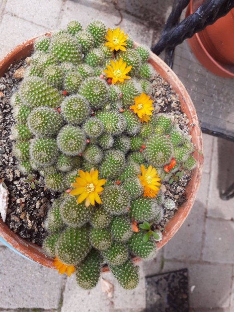 Rebutia Heliosa nem szrs kaktusz