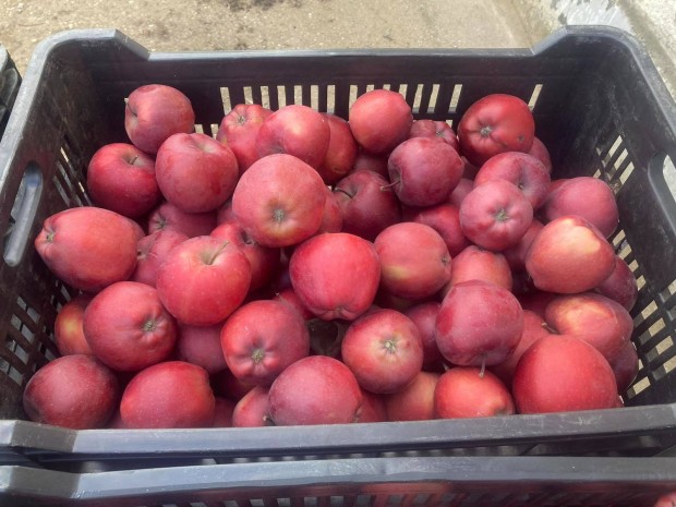 Red Chief alma nagy ttelben 150 Ft/kg Gvavencselln elad