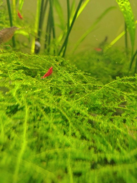Red cherry garnla