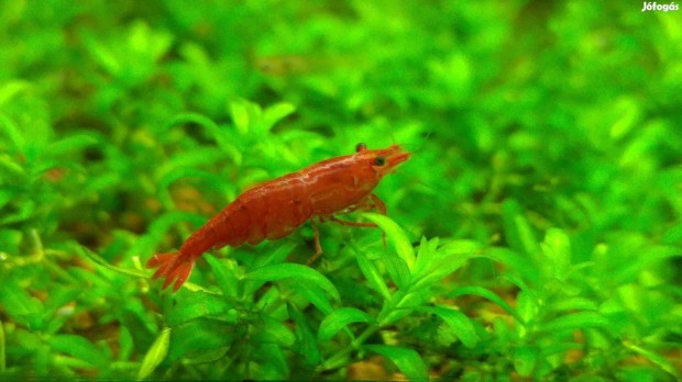 Red cherry garnla / Neocaridina Heteropoda