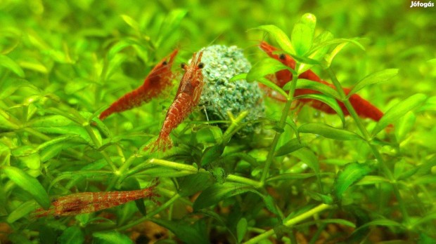 Red cherry garnla / Neocaridina Heteropoda