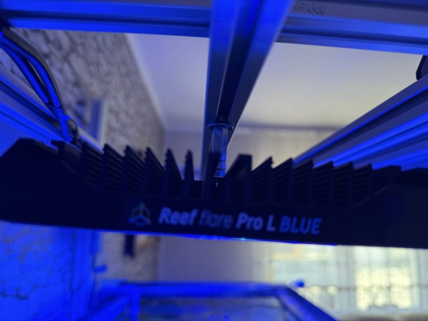 Reef factori L