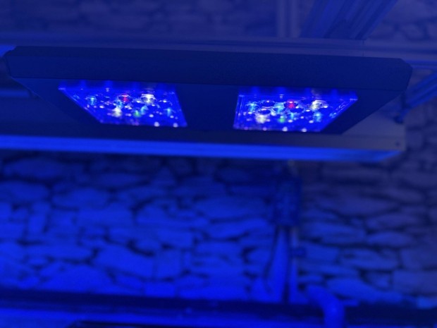 Reef factori M