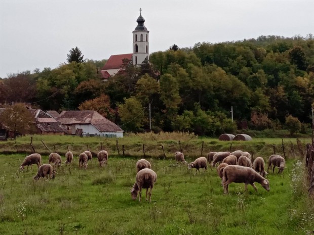 Regisztrlt vemhes birkanyj elad!