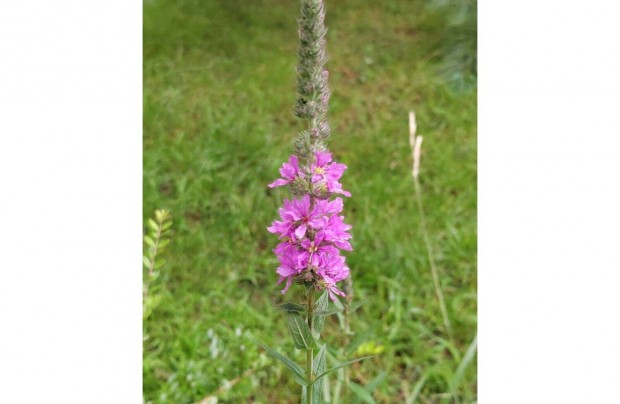 Rti fzny Lythrum salicaria