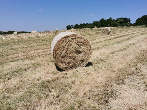 Rti szna frissen kaszlt, zsmentes