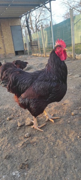 Rhode Island Red baromfitl tojs 