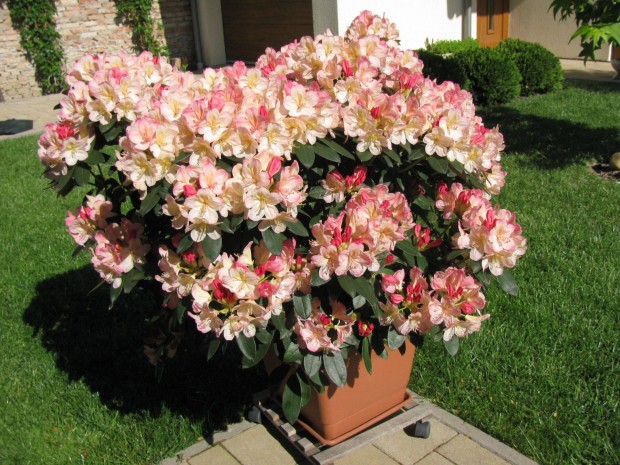 Rhododendron elad