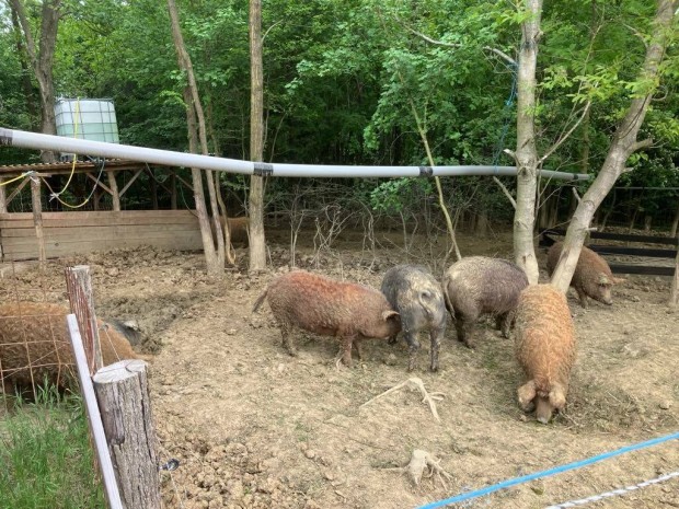 Rideg tartású mangalica, mangalica-duroc hízók eladók