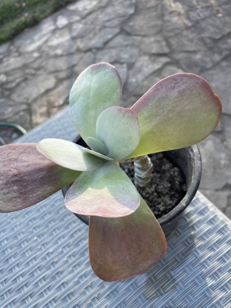 Ritkas�g Pozsg�s �vel�