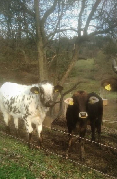 Ritkasg! Zebu-borzderes sz borj, borjak 