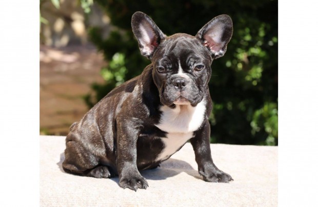 Rocky , csíkos francia bulldog fiú