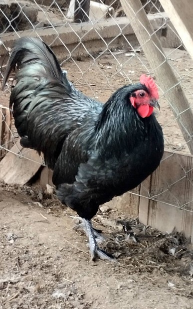 Romn vrvonal australorp kakasok 