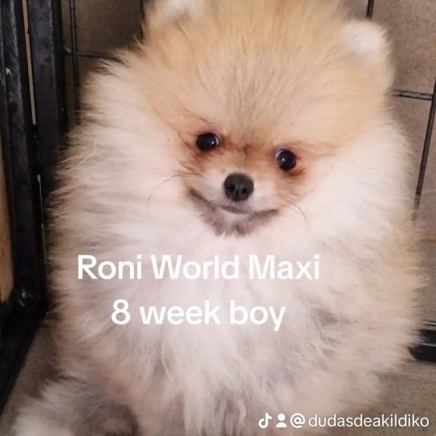 Roni World Kennel