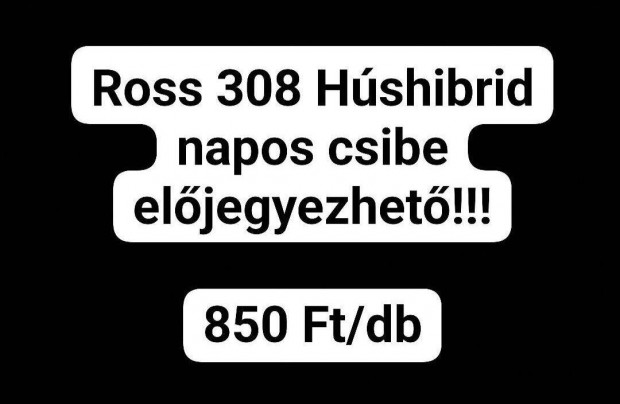 Ross 308 Húshibrid naposcsibe előjegyezhető