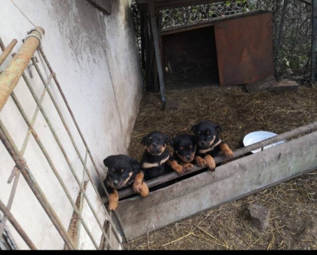 Rottweiler fajtatiszta jelleg kis kutya