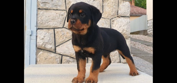 Rottweiler kiskutyák