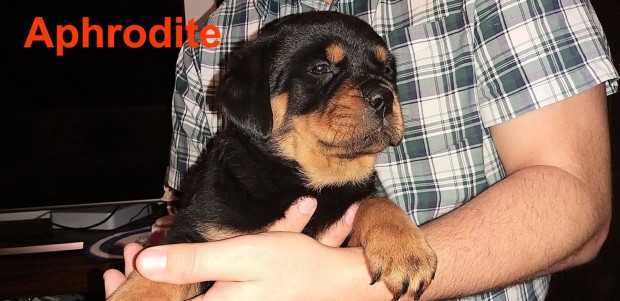 Rottweiler kiskutyk eladk