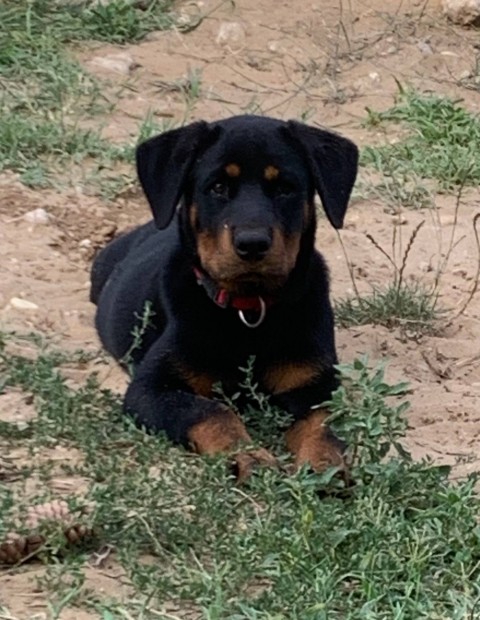 Rottweiler kislny