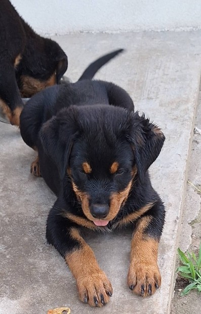 Rottweiler klykk