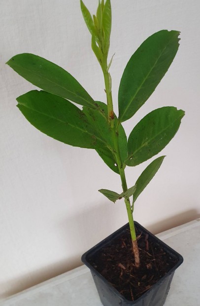 Rotundifolia babrmeggy akci 