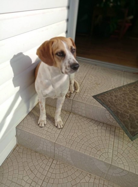 Roxy, 2 ves rkbe fogadhat Beagle-keverk (nem fajtiszta)