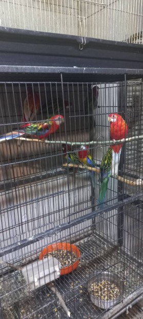 Rozella Ivarrett s fiatal papagj papagjok 
