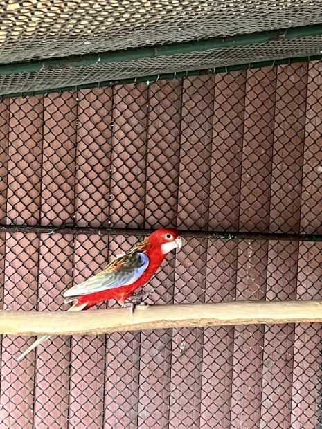 Rozella papagj