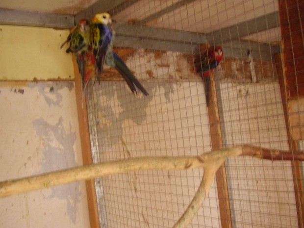 Rozella papagaj gazdat cserelne