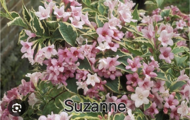 Rzsalonc ( weigela)