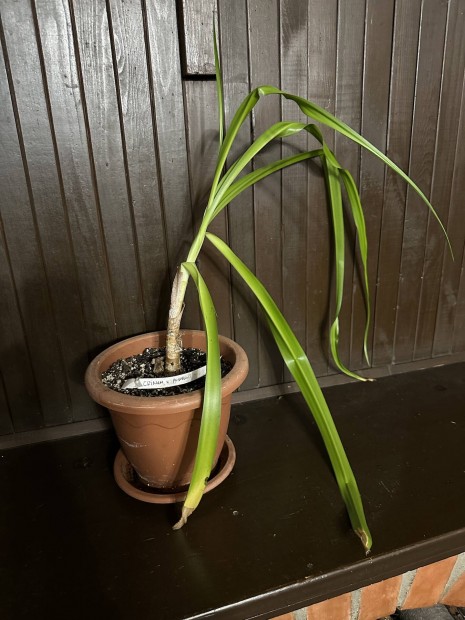 R�zs�s erny�sliliom (Crinum � powellii)