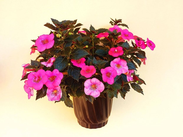 Rzsaszn, pink mesevirg (Achimenes) rizma