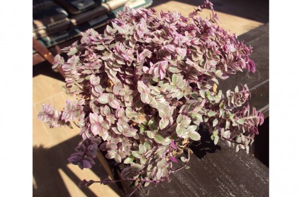 Rzsaszn apr level pletyka - Callisia repens "Pink Lady"