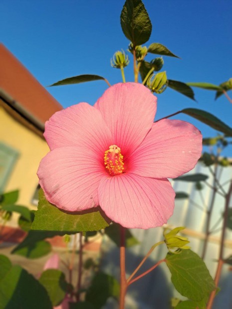 Rzsaszn mocsri hibiszkuszok kontnerben eladk!