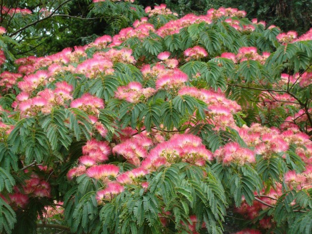 Rzsaszn virg selyemakc (Albizia julibrissin 'Rosea')