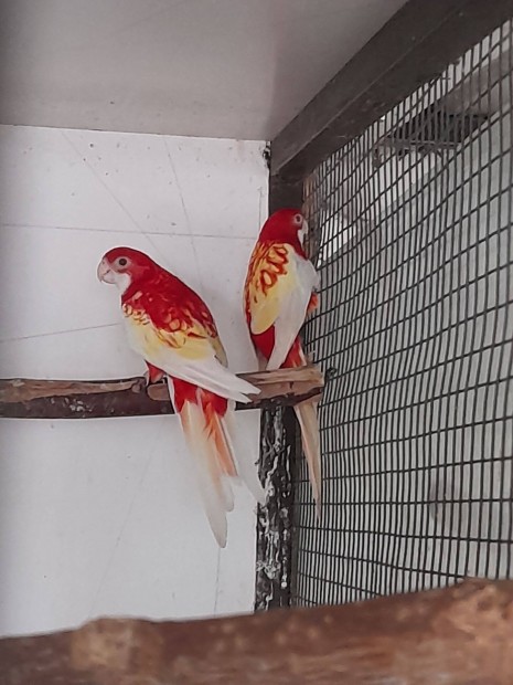 Rubin rozella papagj