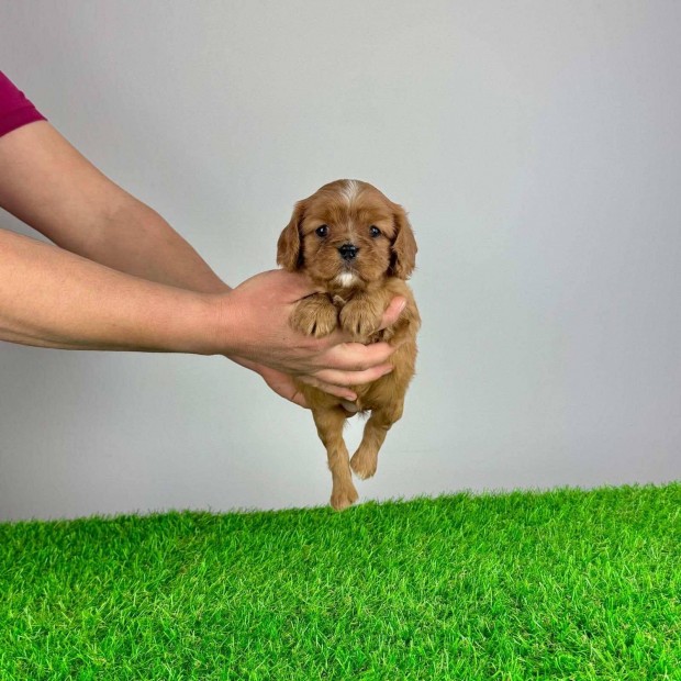 Ruby Cavalier King Charles spniel