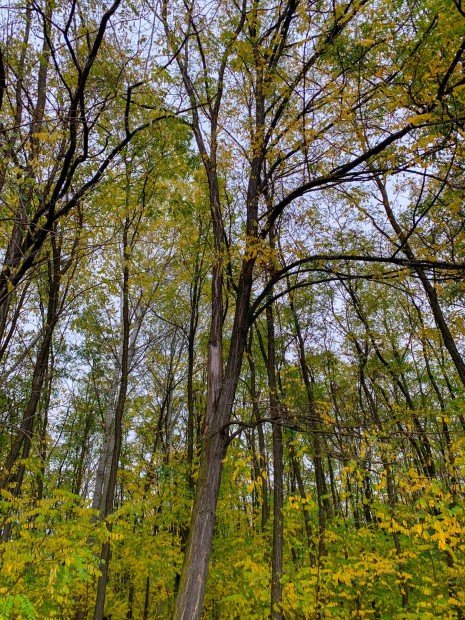 SAJ�T ERD�, SAJ�T T�R  BE�P�THET� K�LTER�LETI TELEK ELAD�!!