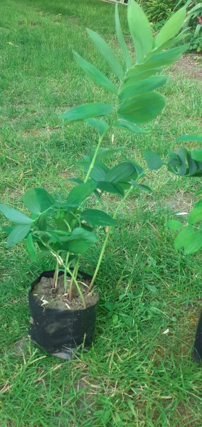 Salamon pecsét (Polygonatum) talajtakaró, árnyákkedvelő, évelő növény