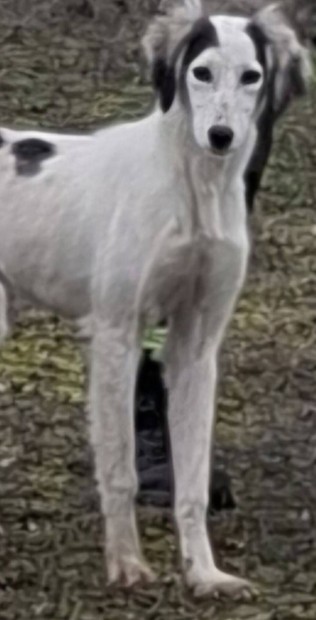 Saluki Perzsa ag�r szuka
