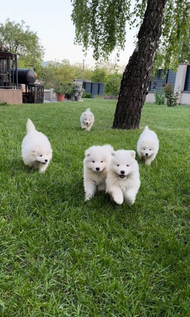 Samoyed, szamojd klykkutyk eladk