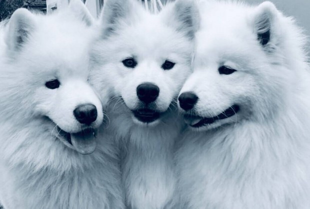 Samoyed puppies Szamojd spicc