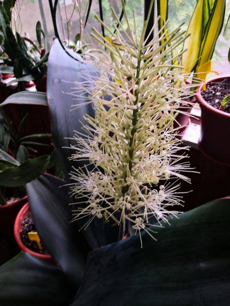 Sansevieria Es 22404 ritka szanzavra, anysnyelv elad