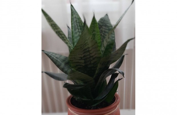 Sansevieria, trpe anysnyelv kaspval elad