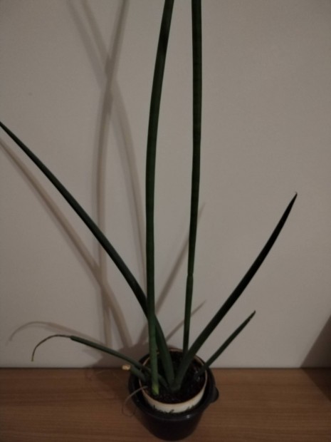 Sansevieria cylindrica hengeres anysnyelv 